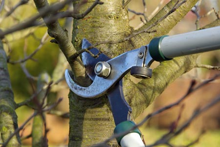 Tree Pruning Trimming Grand Junction, Colorado